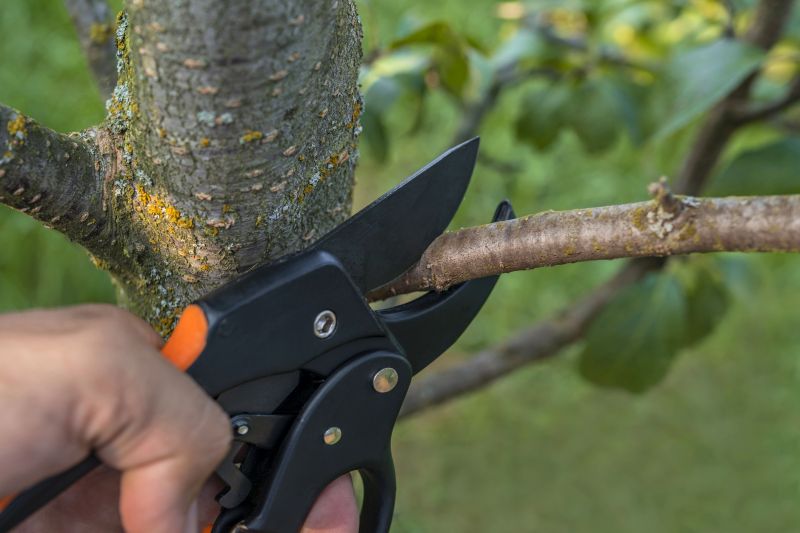 Shrub Trimming Service