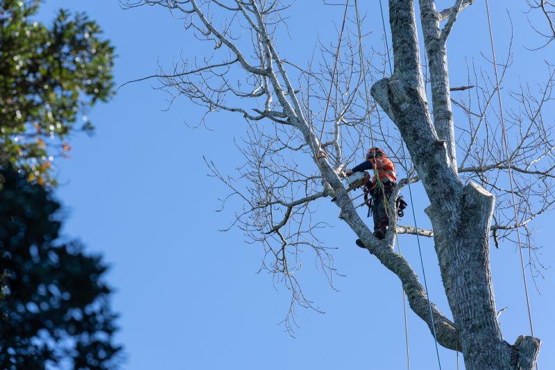 Local Pruning Service pros at work