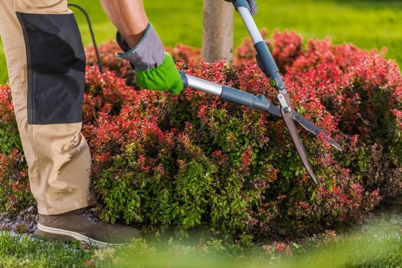 Shrubs Removal